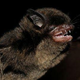 Image for article titled What Can You Learn From Bat Crap in a Bag?